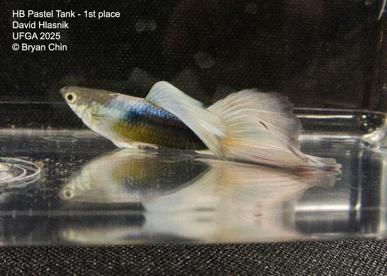 Guppy HB Pastel